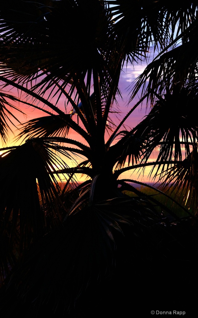 Baja palm silhouette