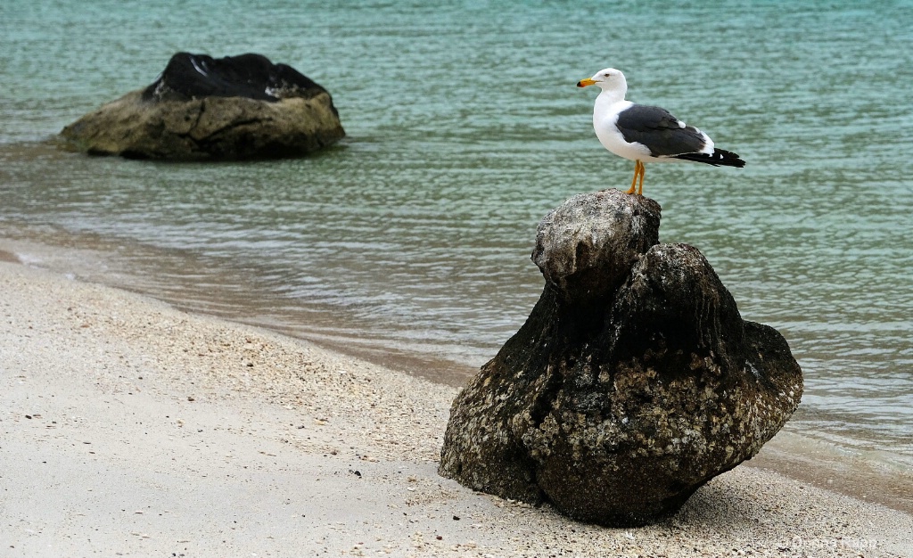 Baja rock seagull