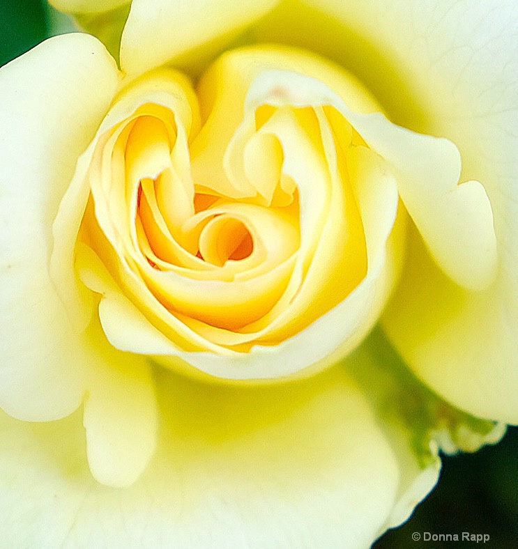 Baja yellow rose