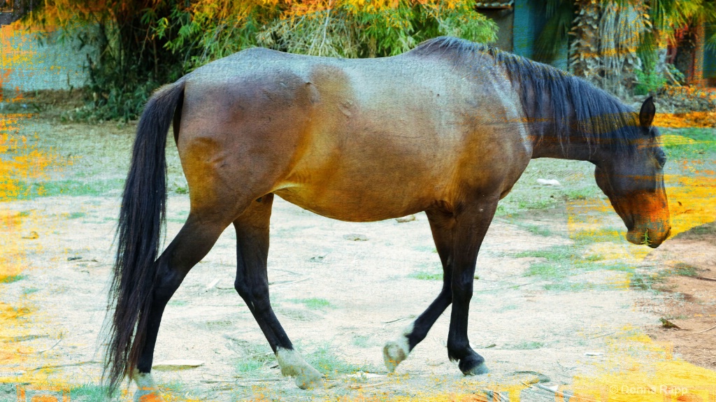 Baja horse