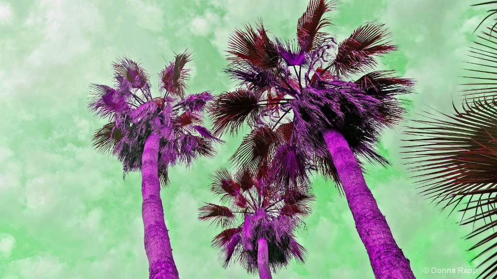 Baja under the palm colorized