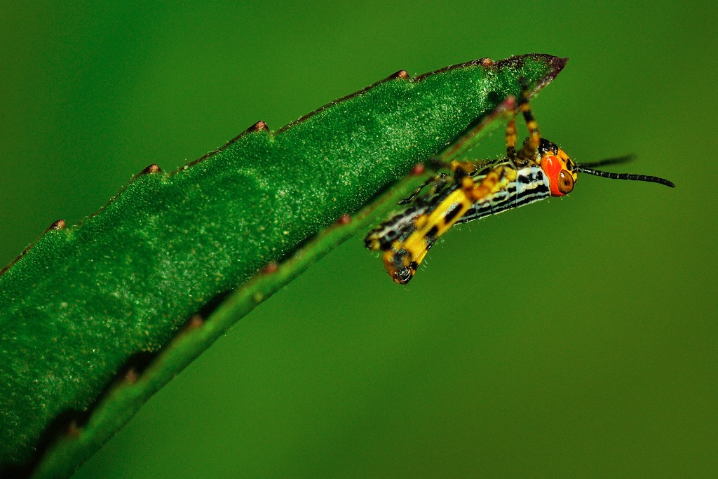 Baby grasshopper