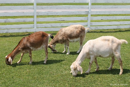 Grazing Goats