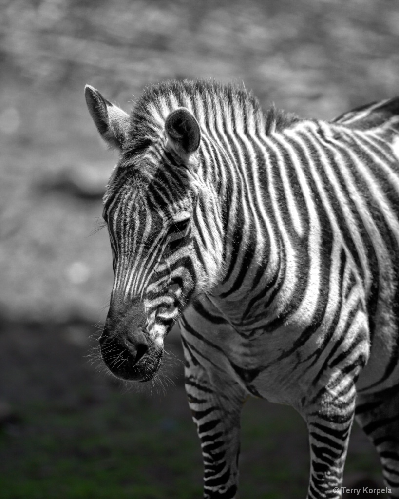 Zebra - ID: 15577626 © Terry Korpela