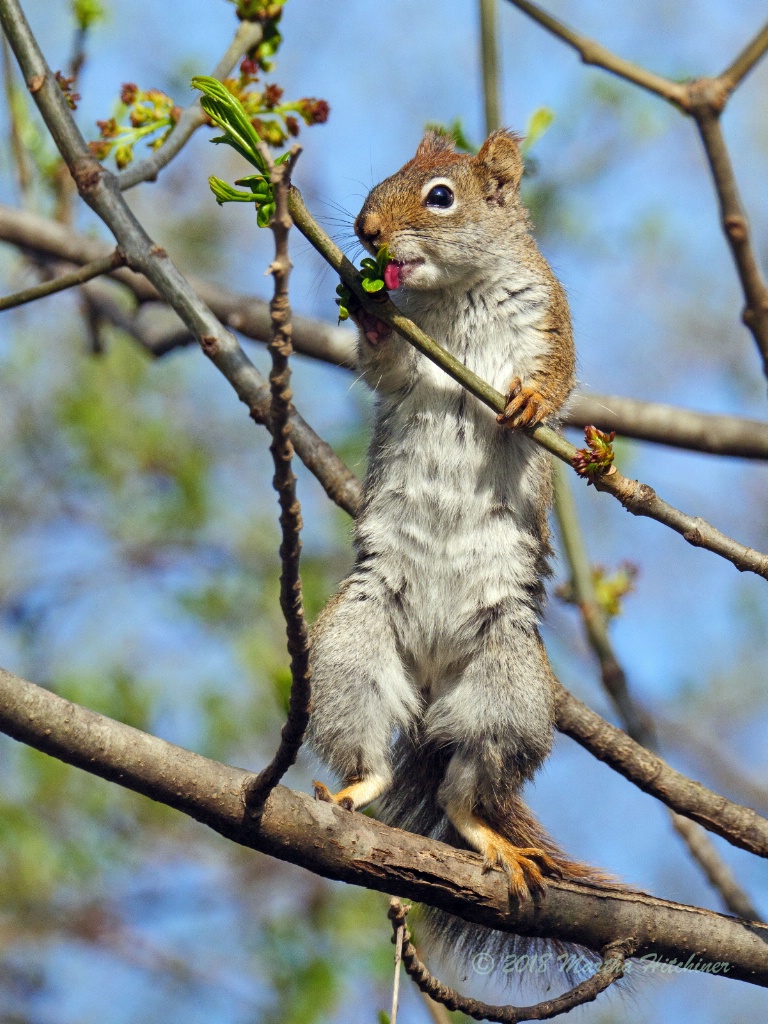 Red Squirrel and Leaf Buds
