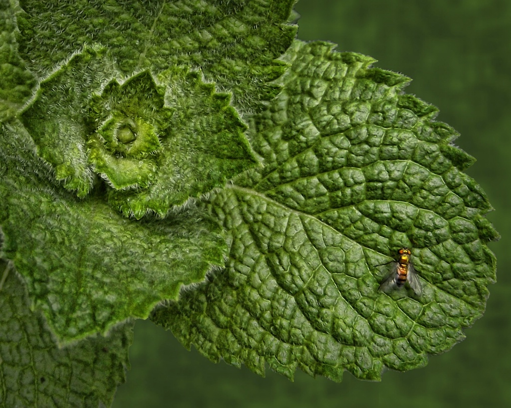 Mint with a fly