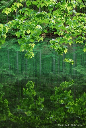 Leafy Green Pond
