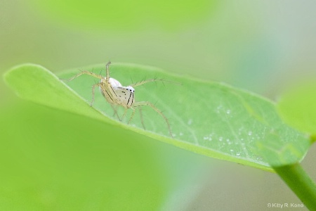 Lynx Spider in the Full Leaf
