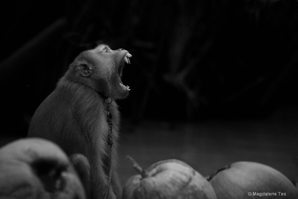 BnW - Monkey - ID: 15577820 © Magdalene Teo