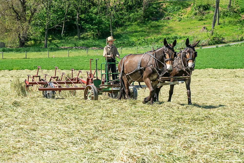 In the Hayfield  