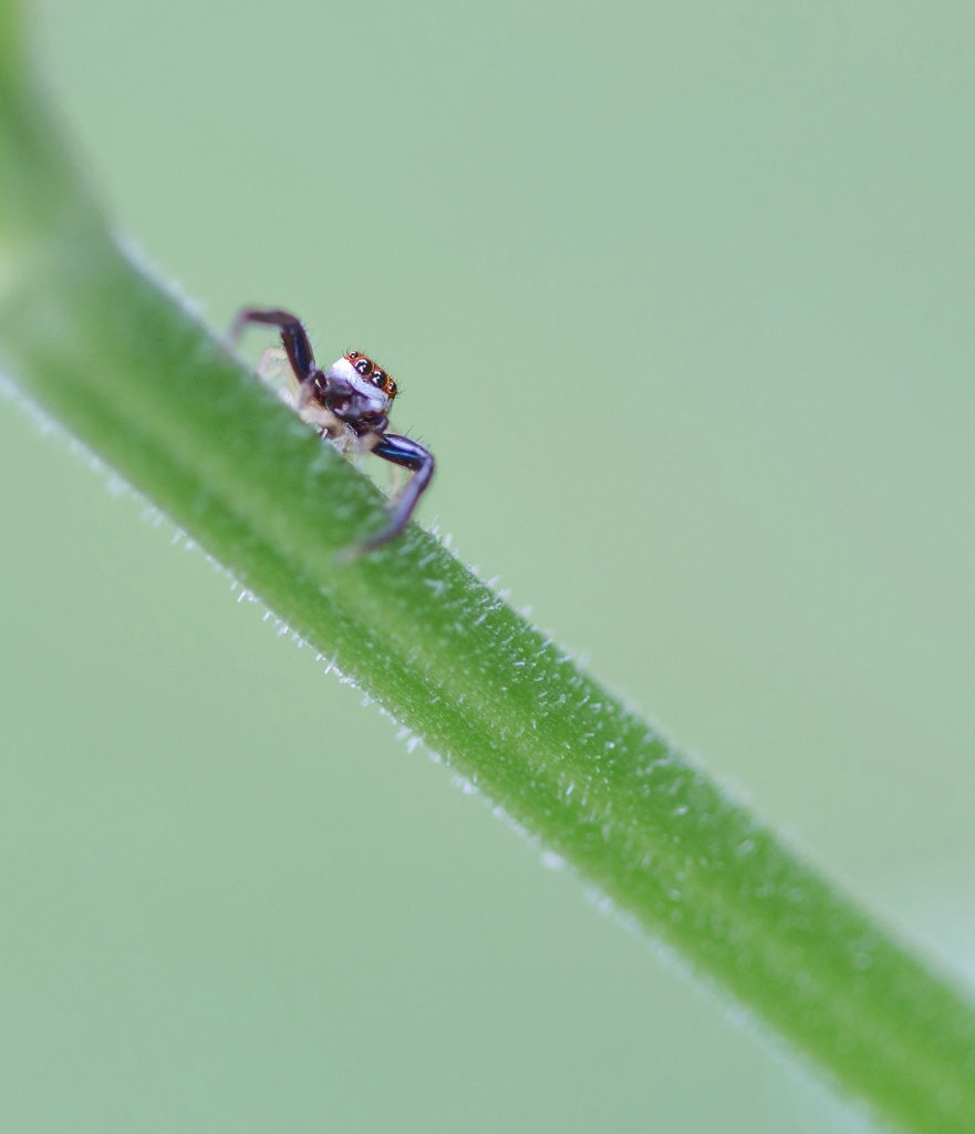 Jumping Spider