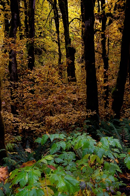 Fall in the Forest - ID: 15578541 © William C. Dodge