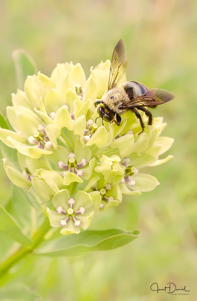 Milkweed Bee