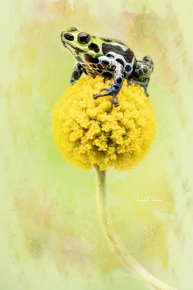 Colorful Dart Frog