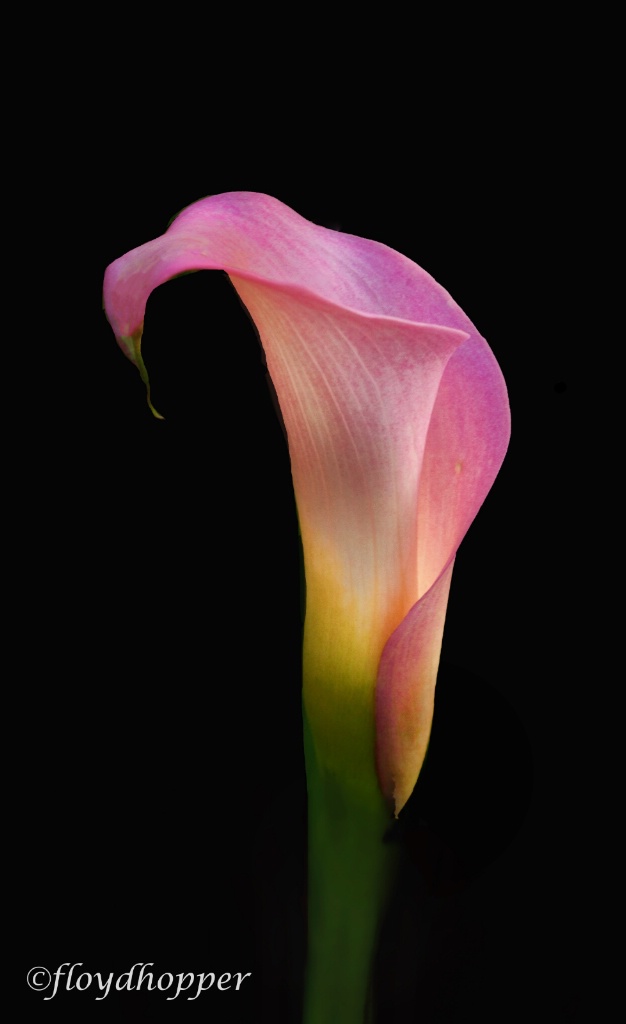 Pink calla lily 