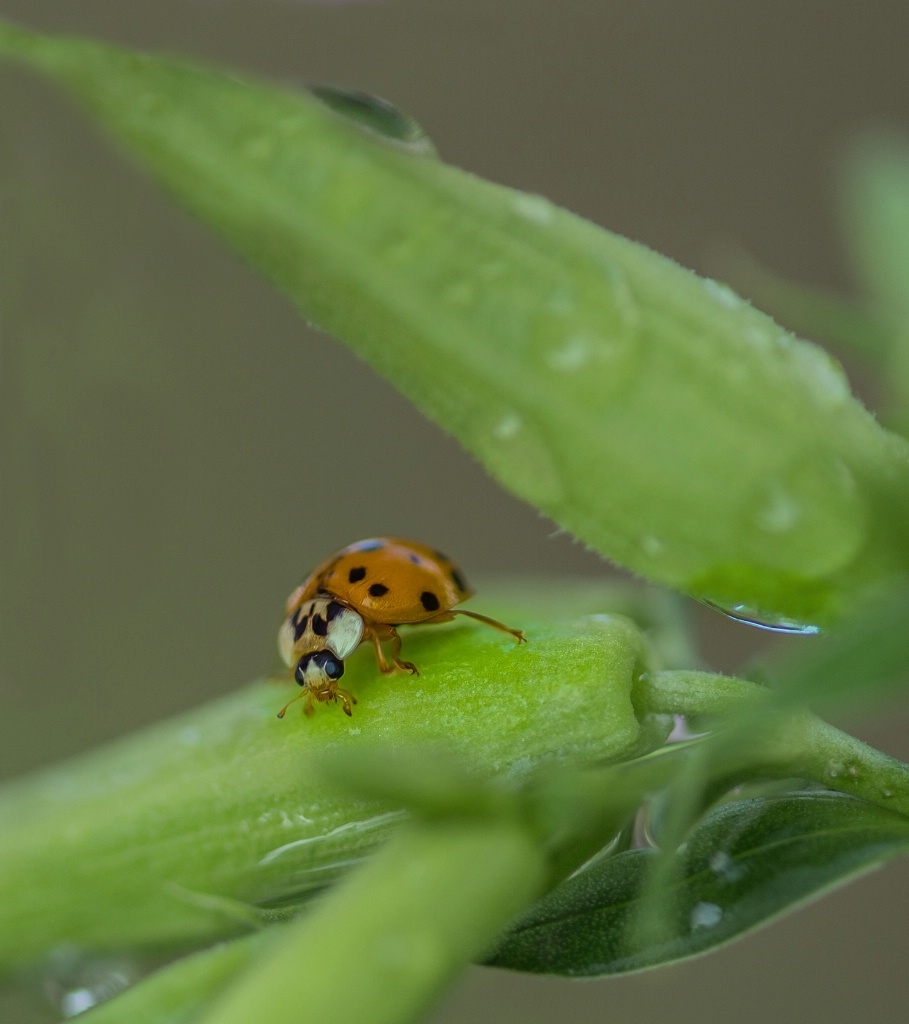 Lady Bug