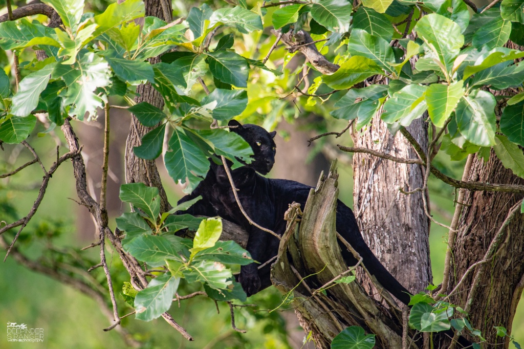 The Black Panther!