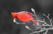 Red on the Gray S...