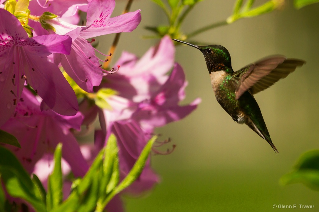 Likes Azaleas 