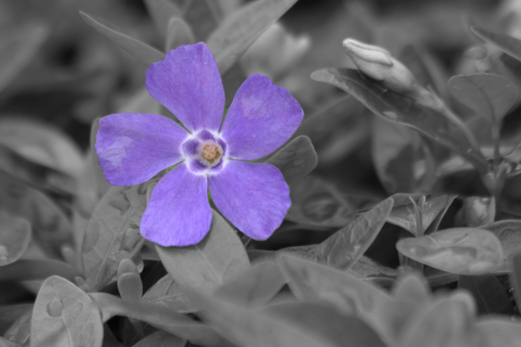 purple spring 