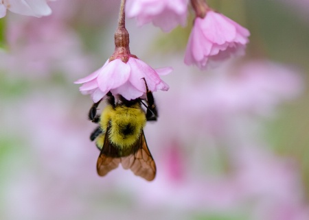 Bee Heaven