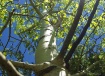 Wyoming Aspen