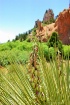 Plant Life