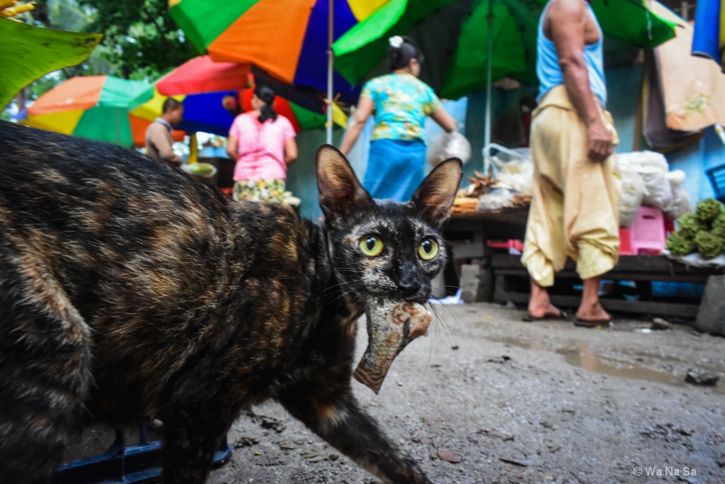 A cat in the market.