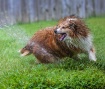 Get the Hose