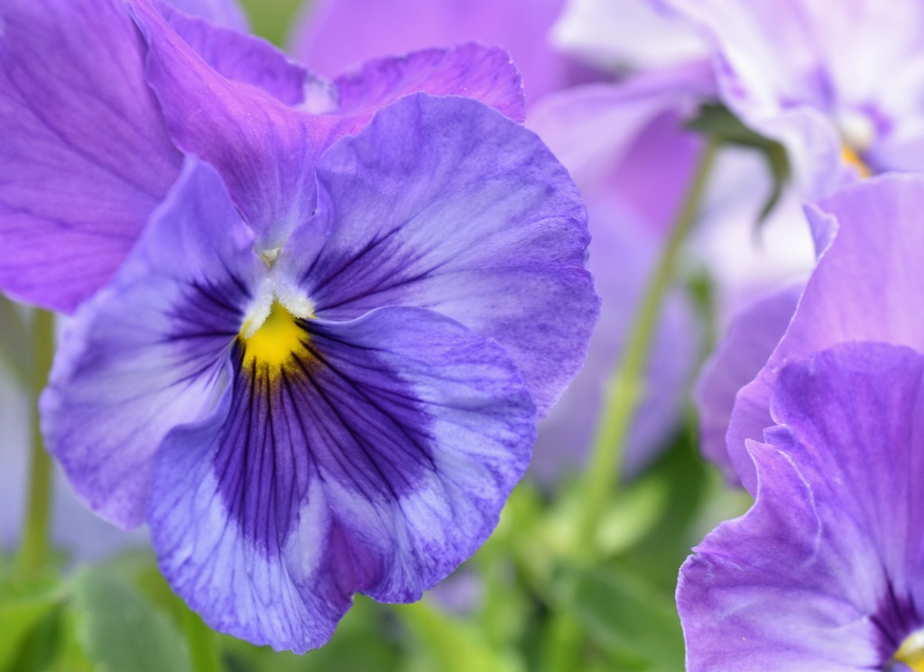 Breezy Pansies