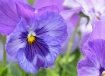 Breezy Pansies