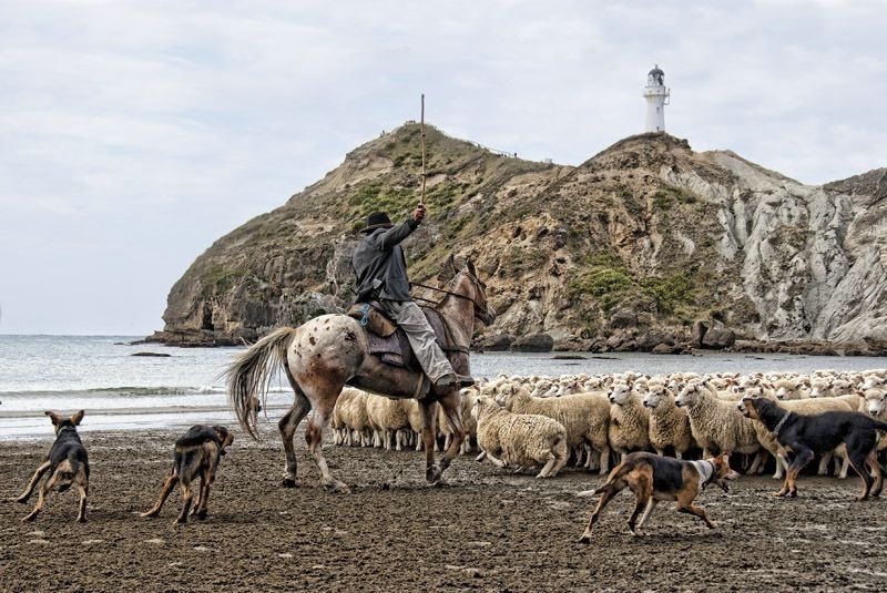 Herding Sheep 2: Castle Point NZ