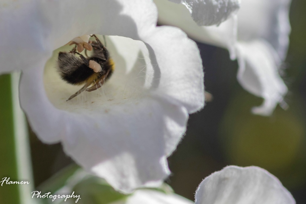 Pollen bathing