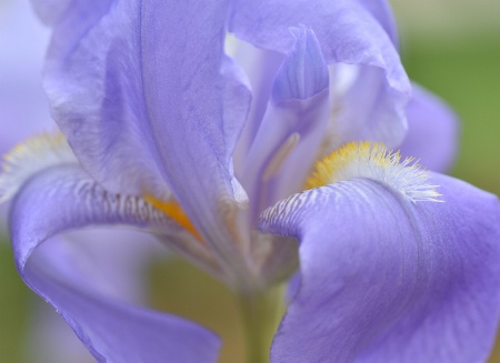 Breezy Iris