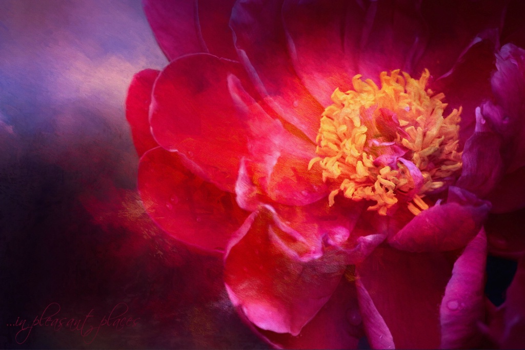 Peony Explosion