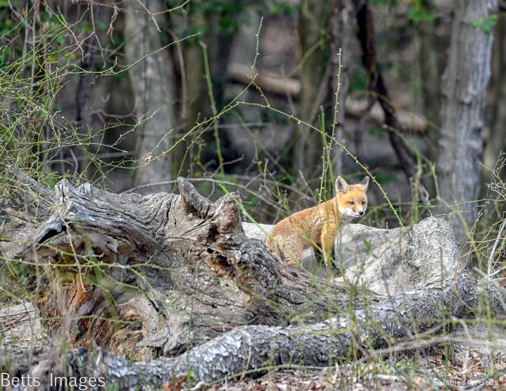 Baby Fox