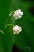 Lily Of The Valle...