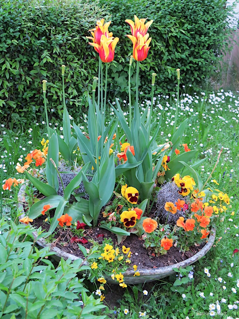 Yard Flowers - ID: 15580832 © Emile Abbott