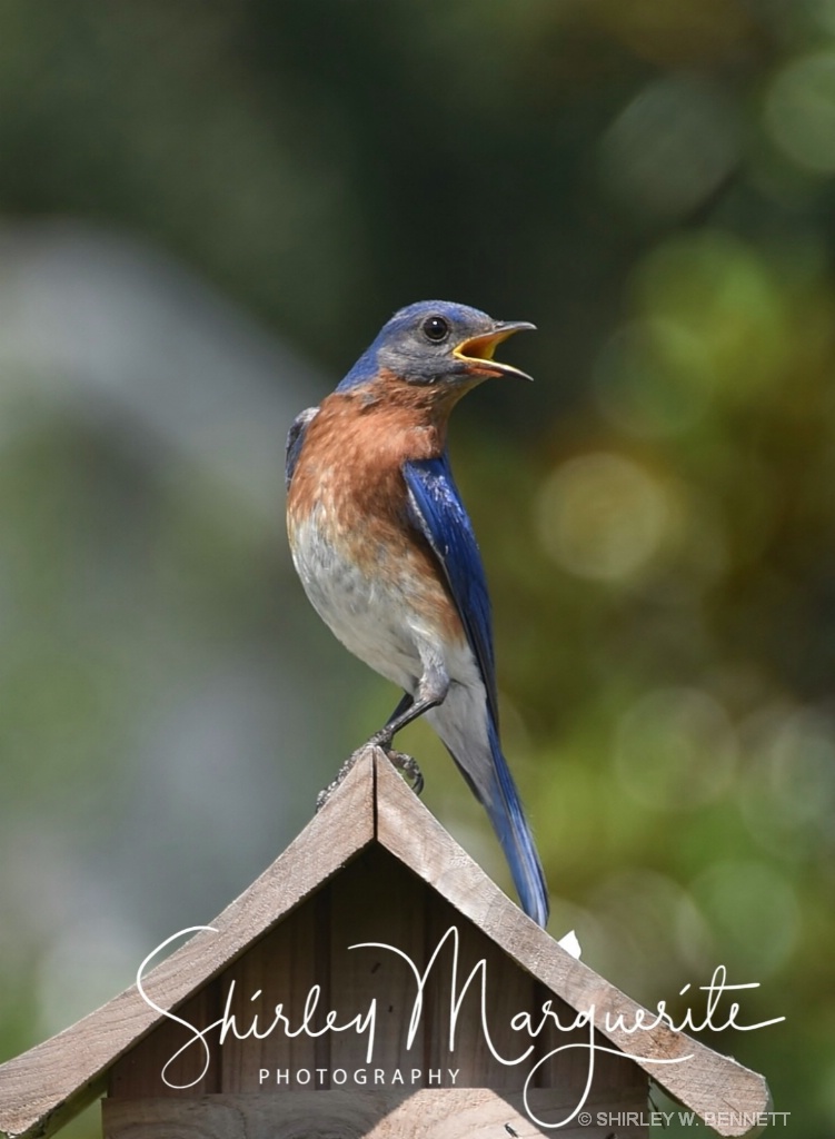 Bluebird Family  2018 - ID: 15580908 © SHIRLEY MARGUERITE W. BENNETT