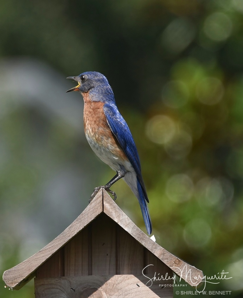 Bluebird Family  2018 - ID: 15580912 © SHIRLEY MARGUERITE W. BENNETT