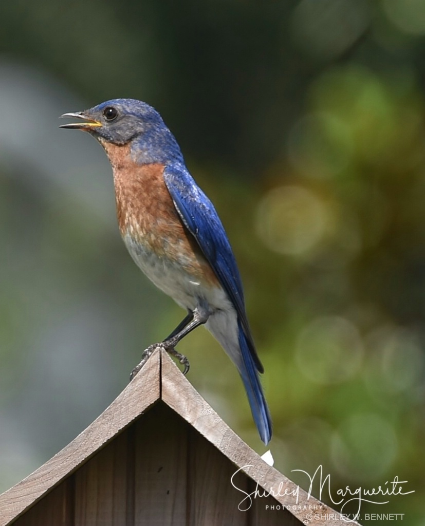 Bluebird Family  2018 - ID: 15580913 © SHIRLEY MARGUERITE W. BENNETT