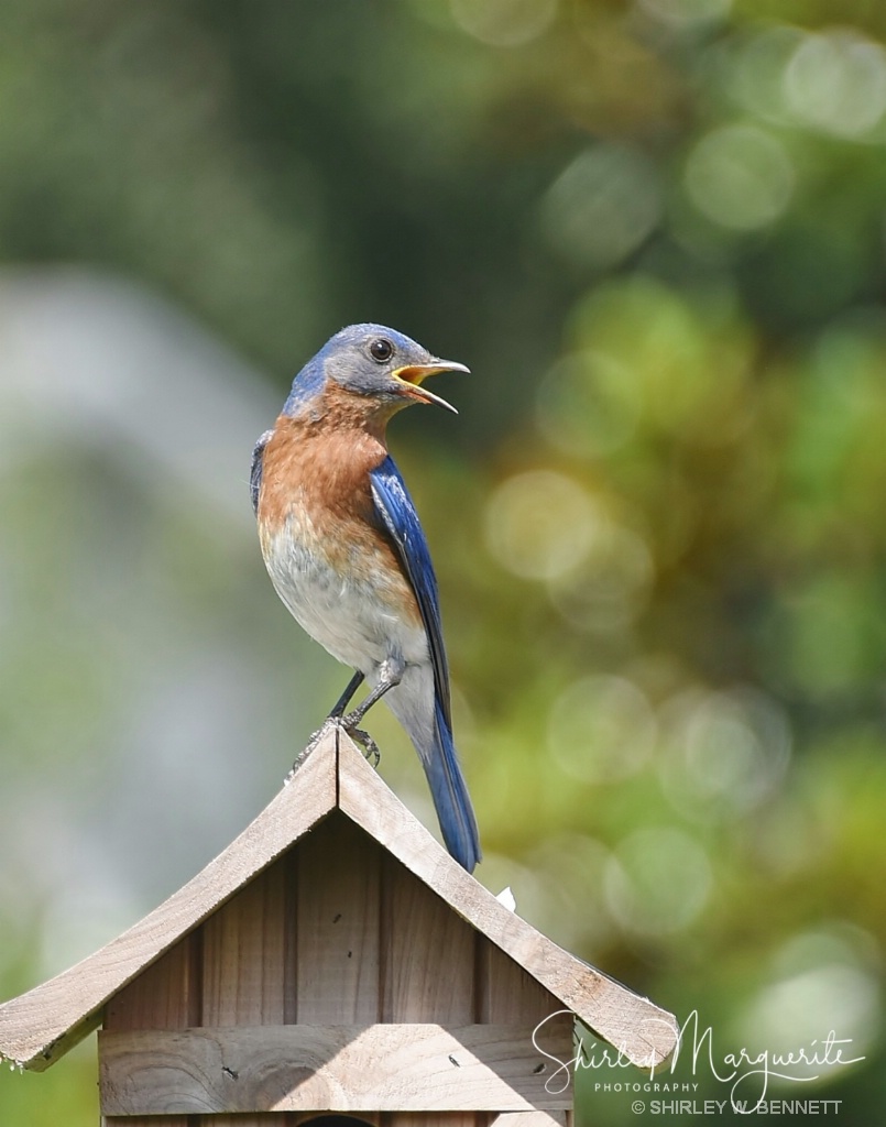 Bluebird Family  2018 - ID: 15580914 © SHIRLEY MARGUERITE W. BENNETT