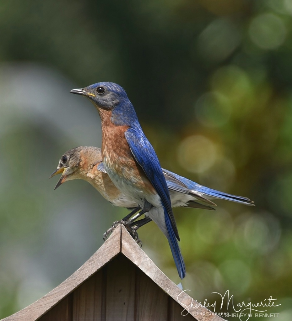 Bluebird Family  2018 - ID: 15580918 © SHIRLEY MARGUERITE W. BENNETT
