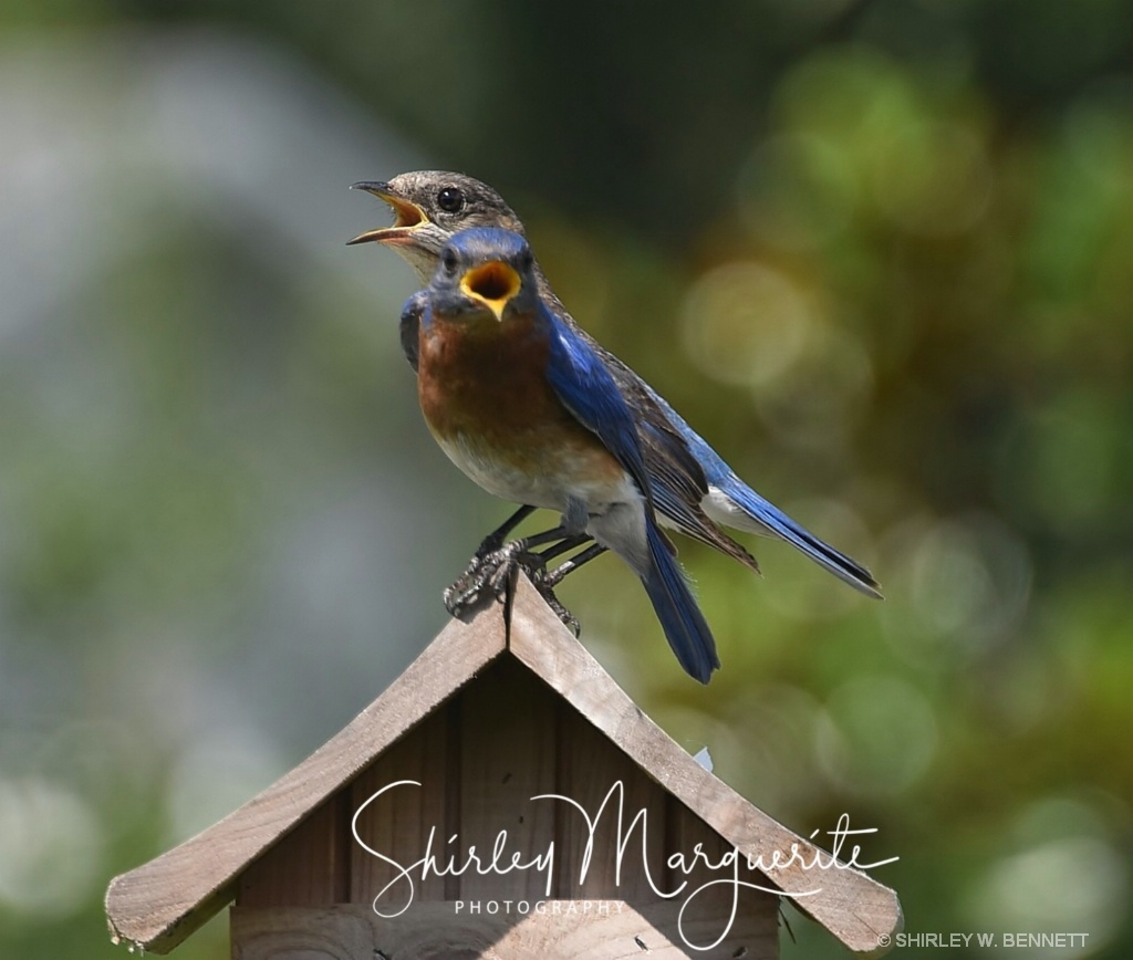 Bluebird Family  2018 - ID: 15580919 © SHIRLEY MARGUERITE W. BENNETT
