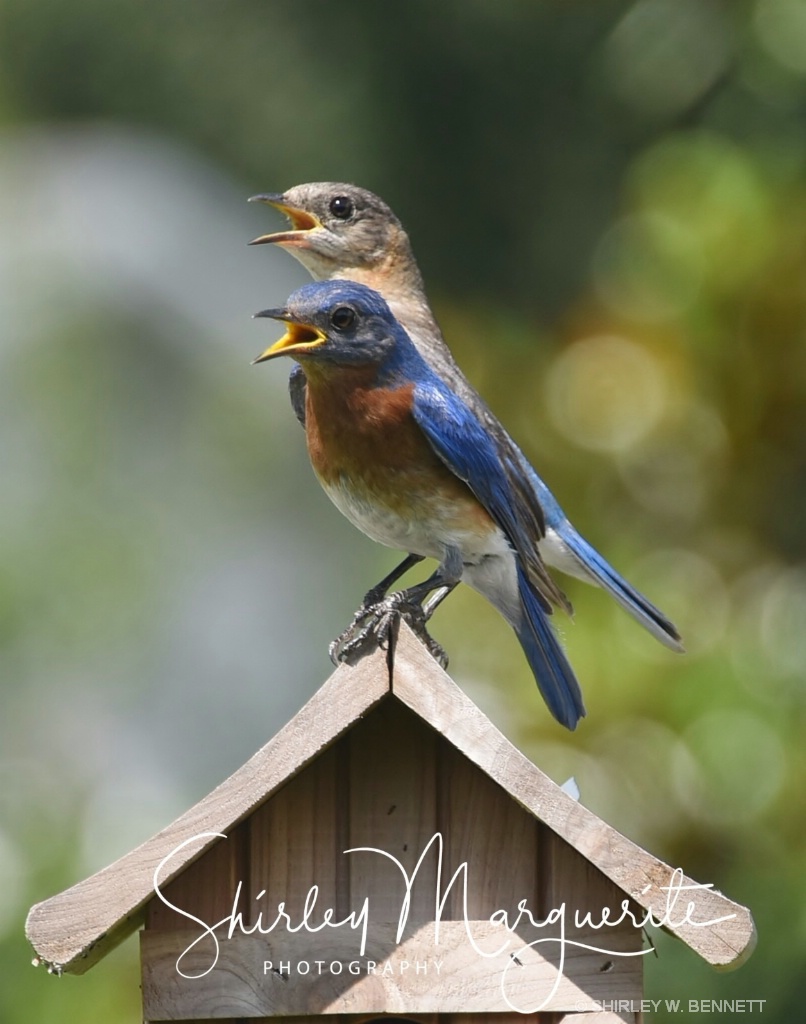 Bluebird Family 2018 - ID: 15580920 © SHIRLEY MARGUERITE W. BENNETT