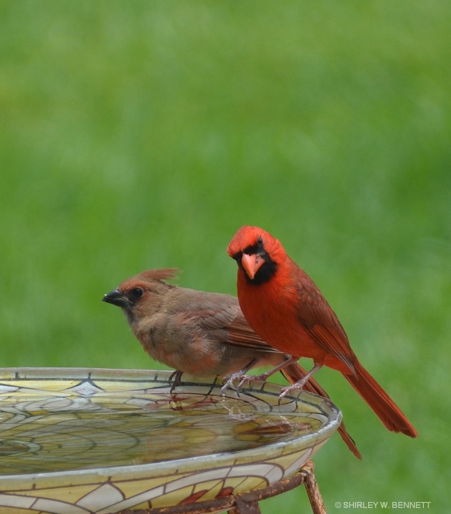 Cardinal Family - ID: 15580924 © SHIRLEY MARGUERITE W. BENNETT