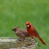 © SHIRLEY MARGUERITE W. BENNETT PhotoID # 15580924: Cardinal Family
