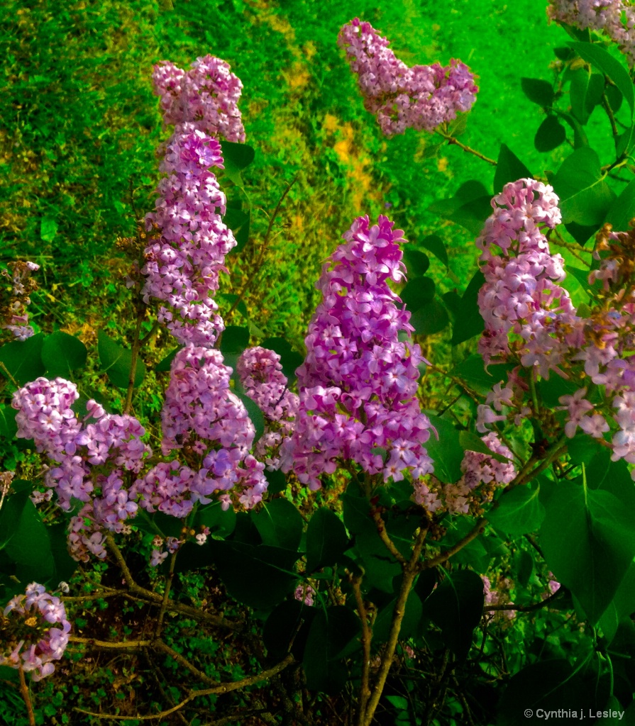 Lilacs this spring