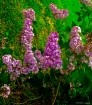 Lilacs this sprin...