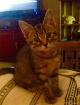 This is Brinda my...